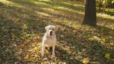 köpek doğurmak Labrador Park