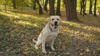 köpek doğurmak Labrador Park