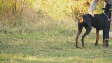 köpek doğurmak Doberman niteliğine