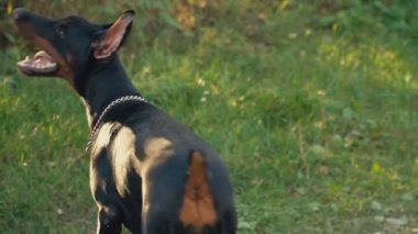köpek doğurmak Doberman niteliğine