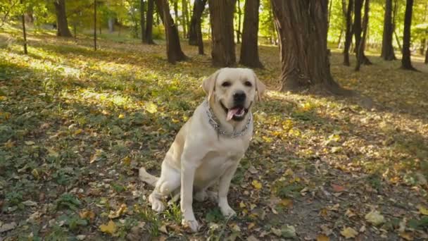 Raza de perro Labrador en el parque — Vídeo de stock