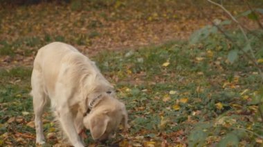 Köpek çiftleşmesi Golden Retriever