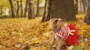 Köpek cinsi Yorkshire Teriyeri