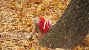 köpek doğurmak sonbahar parkta Yorkshire korkunç