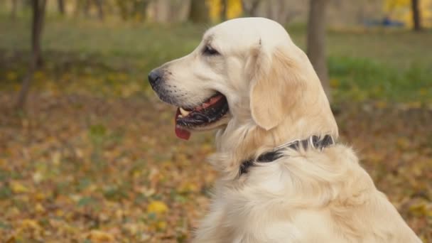 Pies rasy golden retriever — Wideo stockowe