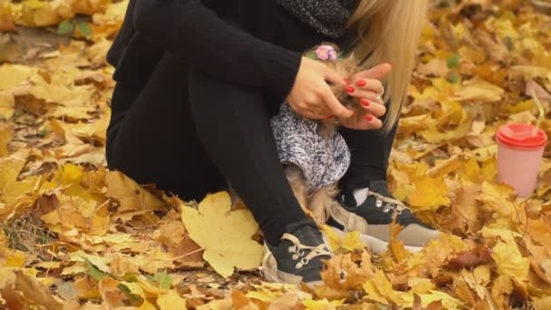 Mädchen mit einem Hunderasse York Terrier — Stockvideo