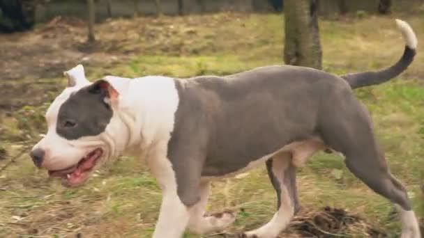 Cachorro stafford juega en la cancha — Vídeo de stock