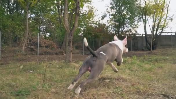 Cachorro stafford juega en la cancha — Vídeos de Stock