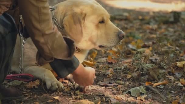 Raza perro labrador color dorado — Vídeos de Stock