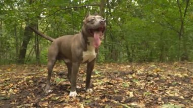 stafford köpek ırkları