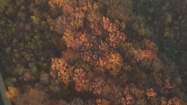 Bosque de otoño desde una altura — Vídeo de stock