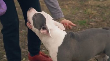 köpek yavrusu stafford sahada oynuyor.