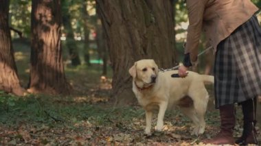köpek doğurmak labrador altın renk