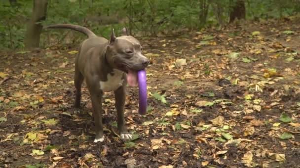 Raças de cães stafford — Vídeo de Stock