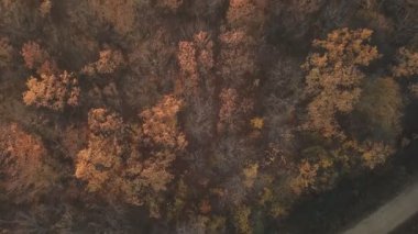 bir kuş bakışı görünüme ile sonbahar orman