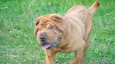 cins shar pei