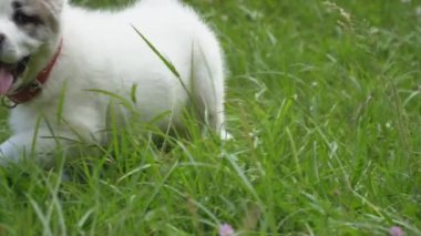 Alabai doğurmak köpek yavrusu