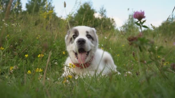 阿拉拜品种小狗 — 图库视频影像