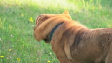 Shar pei Köpek çim