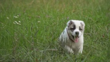 Alabai doğurmak köpek yavrusu