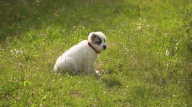 Alabai doğurmak köpek yavrusu