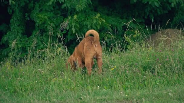 The breed of shar pei — Stock Video