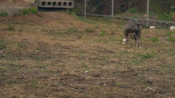 Cachorro stafford juega en la cancha — Vídeos de Stock