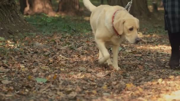 Hond ras labrador gouden kleur — Stockvideo