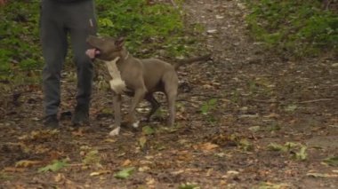 stafford köpek ırkları