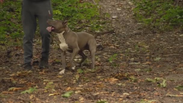 chien reproduit personnel 