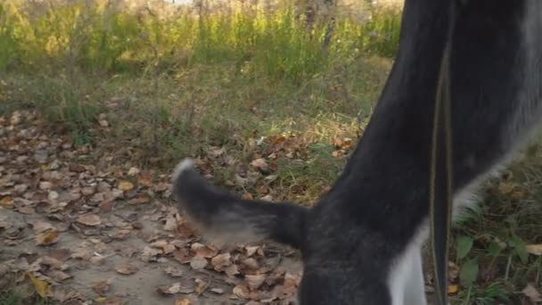 Порода собак хаски в природе — стоковое видео