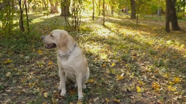 Race de chien Labrador dans le parc — Video