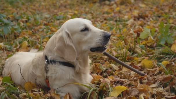 Raça cão golden retriever — Vídeo de Stock