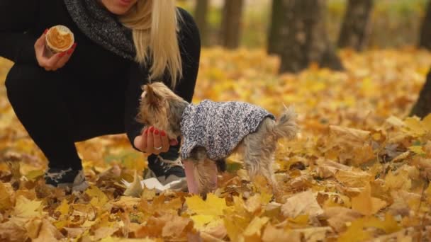 Meisje feeds hondenras Yorkshire Terriër — Stockvideo