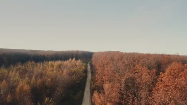 Aves-olho floresta estrada de terra — Vídeo de Stock