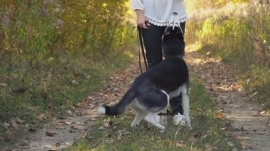 bir köpek ırkı Husky kızla