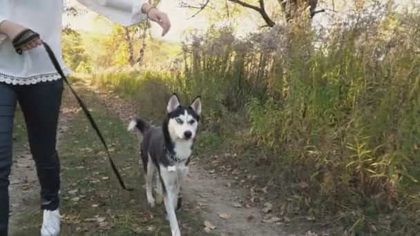 Tjej med en hund rasen Husky — Stockvideo