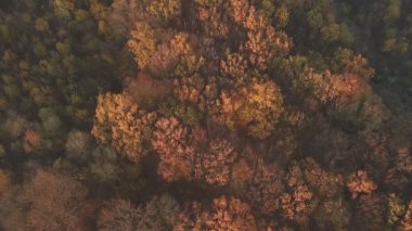 bir yükseklikten sonbahar orman