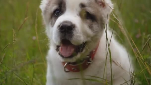Щеня породи собаки і щенята — стокове відео