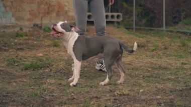 köpek yavrusu stafford sahada oynuyor.