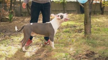 köpek yavrusu stafford sahada oynuyor.