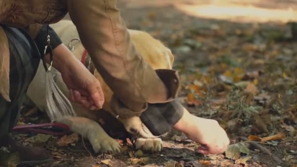 Собака породи лабрадор золотий колір — стокове відео