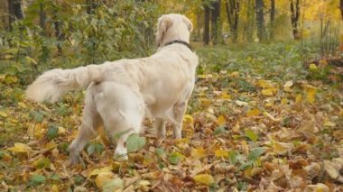 köpek doğurmak Sonbahar Park Golden Retriever