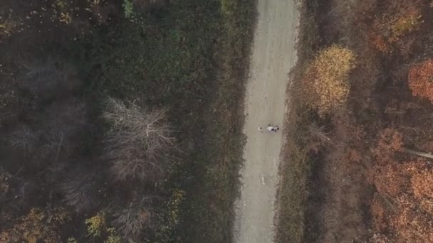 Strada sterrata foresta uccelli-occhio — Video Stock