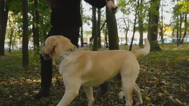 Cane razza Labrador nel parco — Video Stock