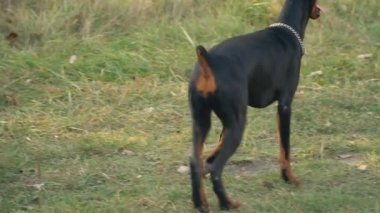 köpek doğurmak Doberman niteliğine