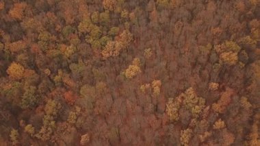 Sonbahar ormanında yol