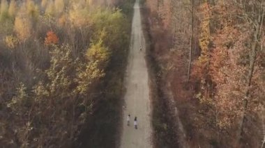 kuş-göz orman toprak yol
