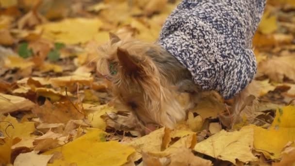 Köpek cinsi Yorkshire Teriyeri — Stok video