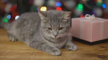 ahşap bir masa üzerinde kedi